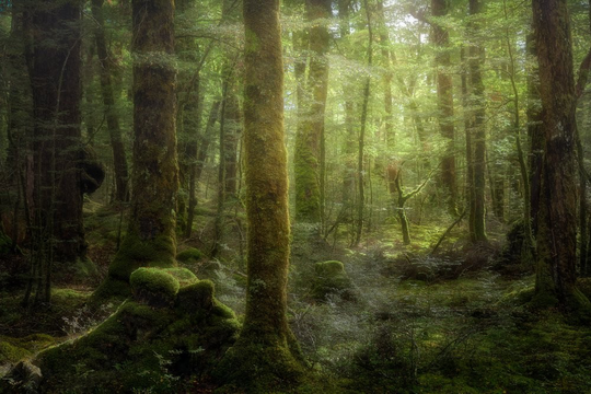 Beech Forest Poster