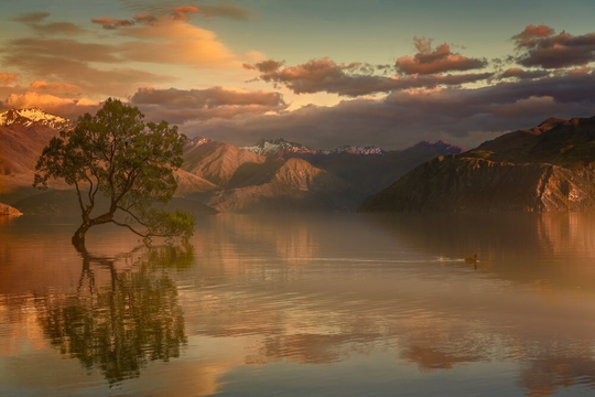 Lone Tree Not Alone Poster